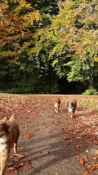 Three dogs are walking on a path in the woods