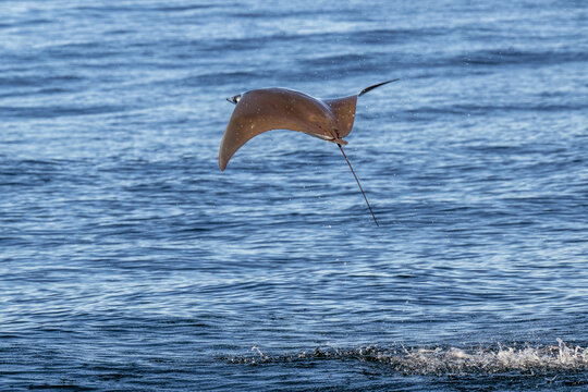 View of a mobula ray leaping out of the blue water in Magdalena Bay, Mexico.