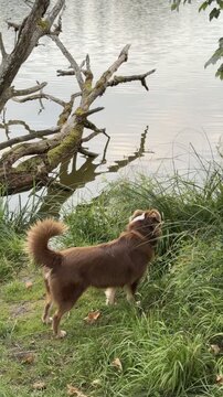 Brown dog is standing in a grassy area near a body of water