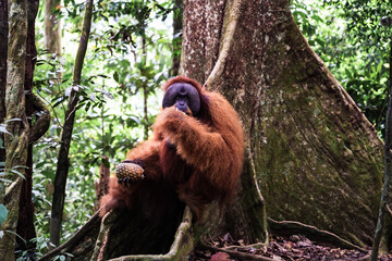 A Sumatran orangutan known locally by tour guides as “Bombai” at Bukit Lawang, North Sumatra, Indonesia. The orangutan is holding a pineapple in its right hand and a banana in its left hand while eati © Alvon