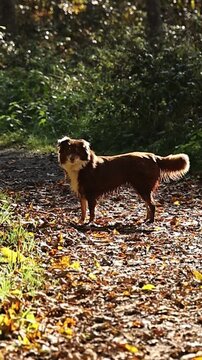 Brown dog is standing on a path in the woods