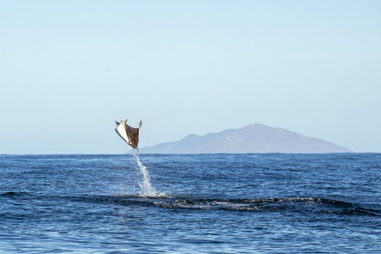View of a mobula ray breaching above the blue water of Magdalena Bay with a distant island on the horizon in Mexico.