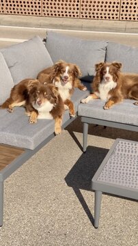 Three dogs are laying on a couch