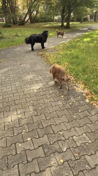Three dogs are walking on a brick path