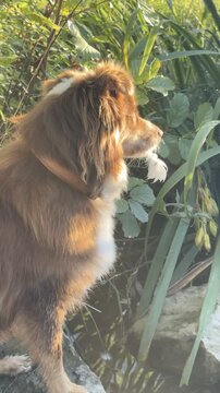 Brown and white dog is standing in a field of grass