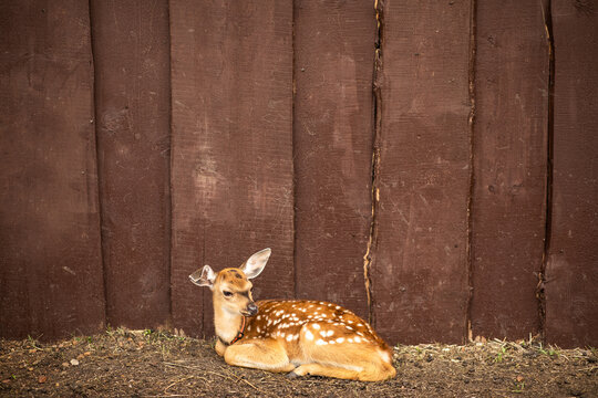 Baby deer fawn resting beside a rustic farm fence