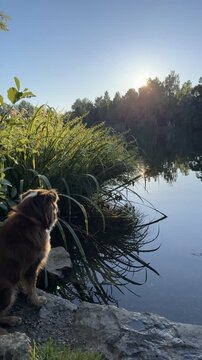 Dog is sitting on a rock near a body of water