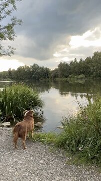 Dog is standing by a lake, looking at the water