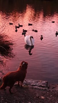 Dog is standing on a rock near a pond with swans