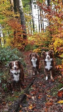 Three dogs are walking down a path in the woods