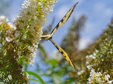 Butterfly in the garden