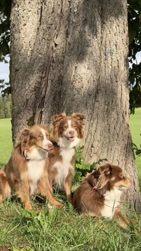 Three dogs are sitting under a tree