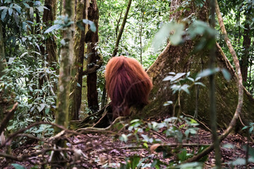 A Sumatran orangutan known locally by tour guides as “Bombai” at Bukit Lawang, North Sumatra, Indonesia. The orangutan is holding a pineapple in its right hand and a banana in its left hand while eati © Alvon