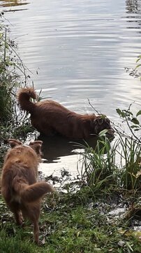 Dog is swimming in a pond