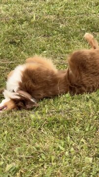 Dog is rolling in the grass