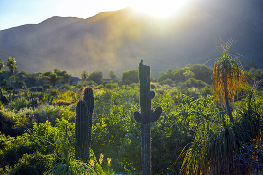 View of Parque Nacional Cabo Pulmo featuring tall cacti and lush desert vegetation set against a backdrop of mountains during golden hour in Cabo Pulmo, Baja California Sur, Mexico.