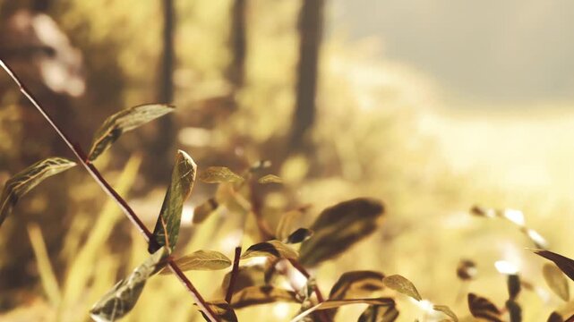 A small green plant is shown in detail. Sunlight is shining on the leaves. Trees are blurred in the background. The scene appears bright and natural at midday.
