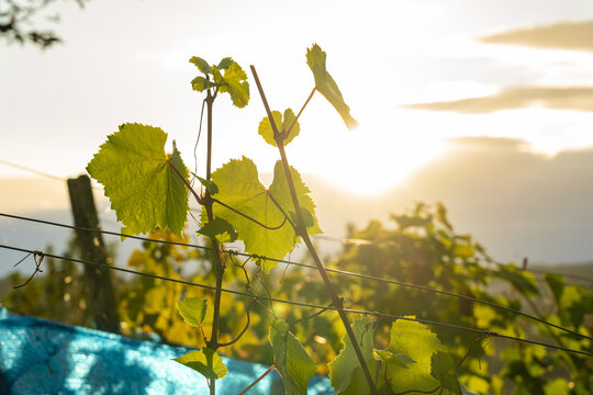View of grapevine leaves in a vineyard backlit by the golden hour sun with wires and blue netting in Konigswinter, North Rhine-Westphalia, Germany.