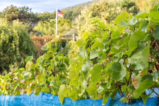 View of lush green grape leaves in a vineyard with a German flag waving on a hillside in the background in Konigswinter, North Rhine-Westphalia, Germany.