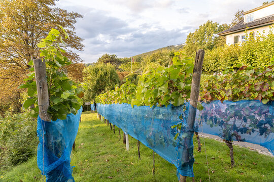 View of grapevines protected by blue netting in a vineyard with wooden support posts, autumn foliage, and a house in the background in Konigswinter, North Rhine-Westphalia, Germany.