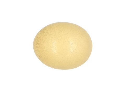 Ostrich egg isolated on a white background. Top view.