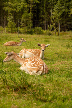 a sunlit herd of spotted fallow deer rests and moves across a green meadow beneath a dense woodland canopy, captured with artistic motion blur in warm natural colors and layered depth, framing