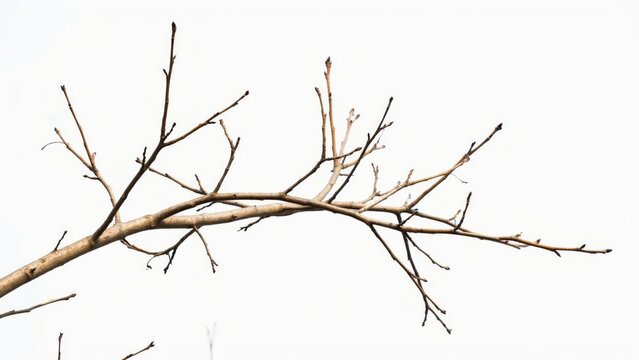 Bare tree branch isolated on white background