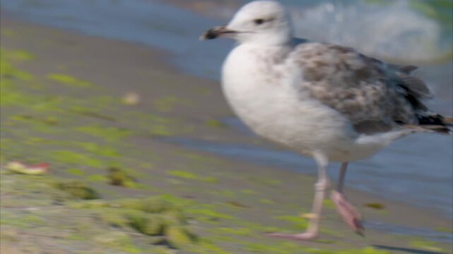 Video of a seagull