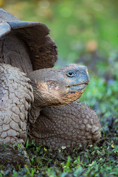 Domed tortoise resting in natural habitat on Galapagos Islands