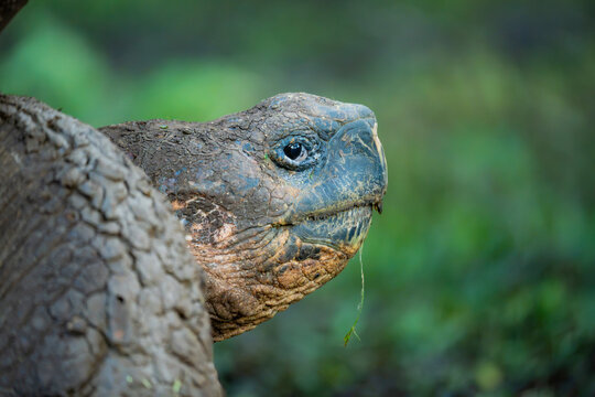 Domed tortoise portrait in the Galapagos Islands wilderness