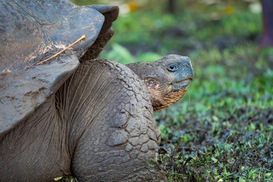 Domed tortoise in natural habitat on Galapagos Islands
