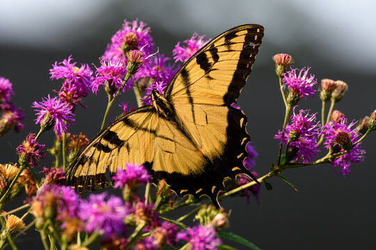 Eastern Tiger Swallowtail butterfly on ironweed flowers. The Swallowtail soars high in trees and flutter in pursuit of nectar in gardens, fields and riverbanks.