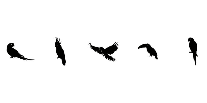 Set of five different parrot and tropical bird silhouettes isolated on white background, for wildlife and, nature and