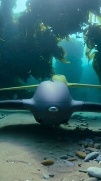 Vertical video: Camera starting tracking, manta AUVs gliding in kelp, yellow aligning behind gray