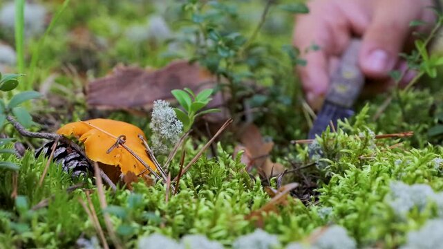 Close-up of hands cutting a wild golden chanterelle mushroom, Cantharellus cibarius, with a knife on the forest floor. 
