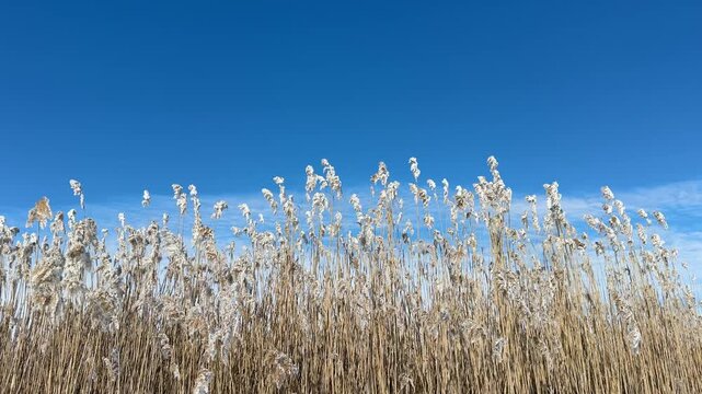 Frost covered reeds against sky.