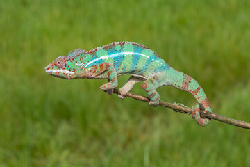 Colorful panther chameleon standing on a thin twig against a blurred green natural background © vaclav
