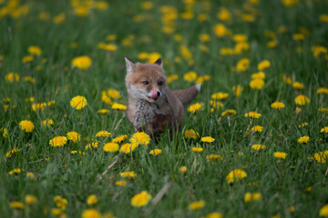 Naklejka premium Young red fox kit sitting in a field of wild yellow dandelions and lush green grass with wildlife