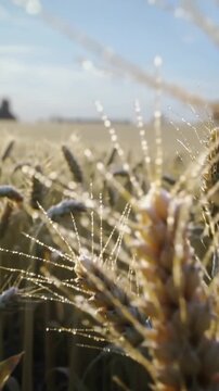 Vertical video: Swaying wheat heads, dewlit awns under sun on farm, breeze blowing, focus shifting