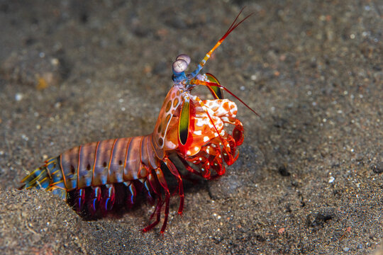 View of a vibrant peacock mantis shrimp emerging from its burrow on the sandy seabed in Tulamben, Kubu, Bali, Indonesia.