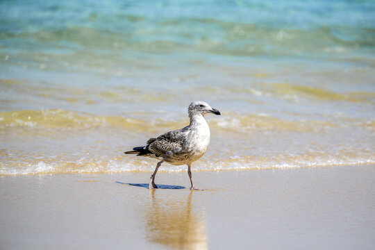 View of a seagull walking on the sandy shore with gentle ocean waves in the background in Baja California Sur, Mexico.