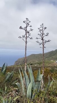 View of Tierra del Trigo valley with Agave americana plants in the foreground growing wild in Tenerife, Canary Islands, Spain,4K.