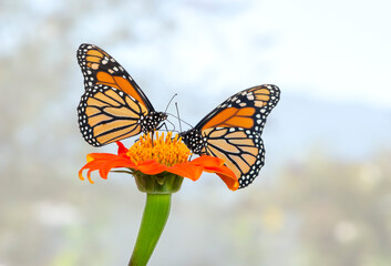 A pair of Monarch butterflies feeding on the same tithonia flower - side view on a soft sky blue background © Corry Anne