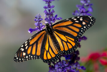 Macro of a Monarch butterfly (danaus plexippus) on stalks of purple salvia flowers. Top view with wings spread open. © Corry Anne