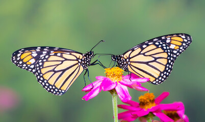A pair of monarch butterflies (danaus plexippus) feeding together on a zinnia flower. On a natural green background.  © Corry Anne