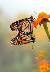 Side view of Monarch butterflies (Danaus plexippus) mating / paired on a tithonia flower. © Corry Anne