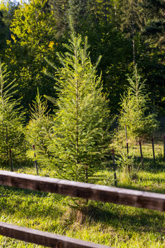 Vertical young evergreen tree beside wooden fence in sunlit meadow for nature background and botanical banner design