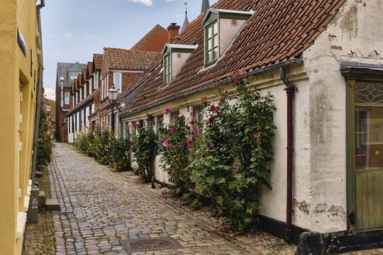 View of a narrow cobblestone street lined with historic half-timbered houses and blooming hollyhocks in the old town of Ribe, Denmark.