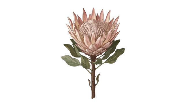 Detailed botanical illustration of a blooming pink King Protea flower with green foliage.
