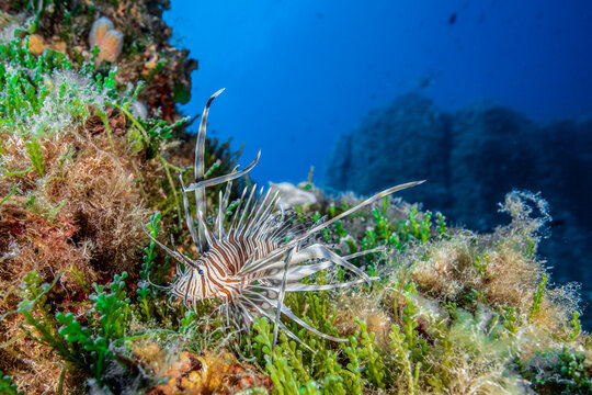 View of a lionfish swimming among green seaweed and rocky formations in the Adriatic Sea, Croatia.